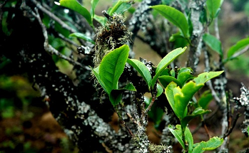 土壤分析儀分析土壤助力農業(yè)科學管理