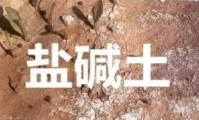 作物為什么生長不健康，用土壤EC計測測便知