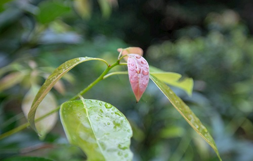 如何利用土壤墑情測(cè)量?jī)x指導(dǎo)香樟樹培育？