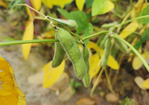 大豆種植不景氣？土壤養(yǎng)分測(cè)試儀找到了新出路