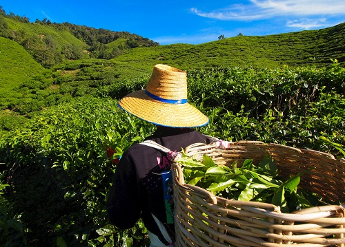 茶園里面的土壤應(yīng)該如何檢測(cè)？利用土壤儀器對(duì)茶園土壤的有效管理