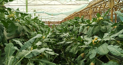 大棚土壤鹽漬化會(huì)對(duì)蔬菜種植（根、葉、果）帶來(lái)哪些危害？