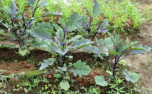 夏季育苗三個(gè)注意事項(xiàng)，了解土壤墑情很重要